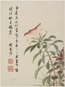 Hanekam uit een bloemenalbum van tien bladeren, 1656